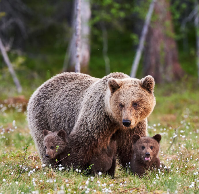 9th Circuit Affirms Restoration of Endangered Species Act Protections for Grizzly Bears in Greater Yellowstone