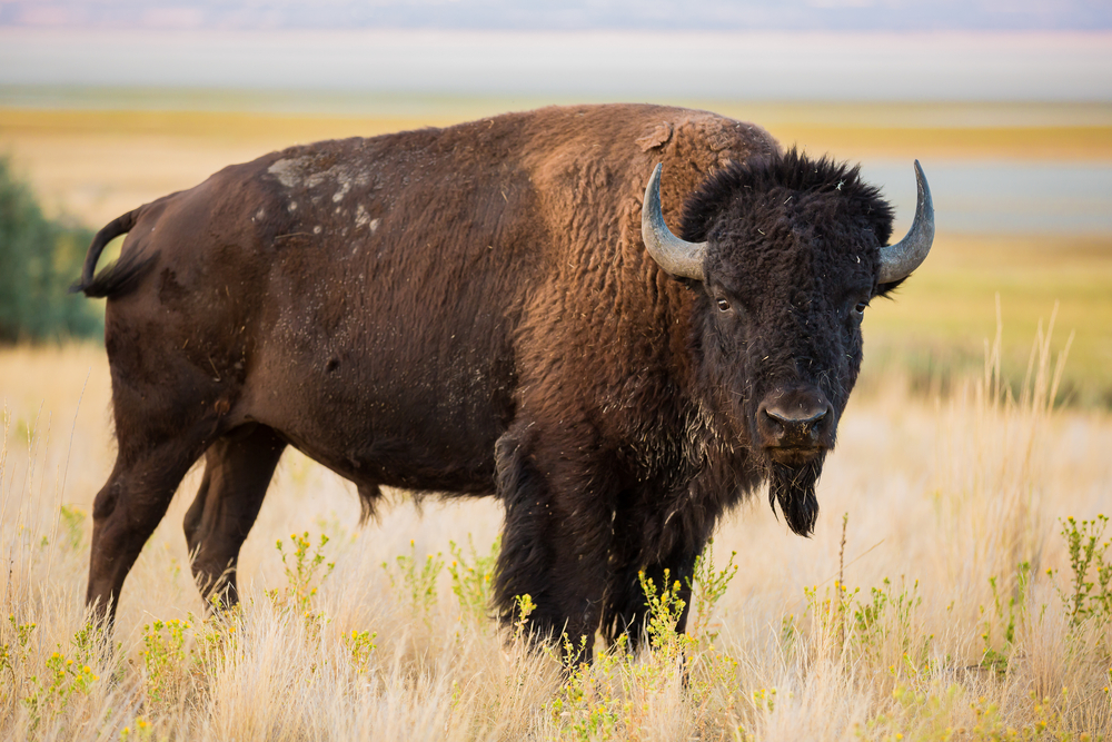 Haaland Secretarial Order to Restore American Bison and Prairie Grasslands