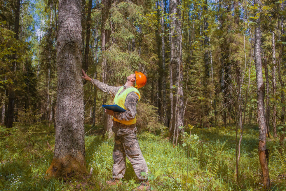 Real Forst U.S. Forest Service Releases Tribal Action Plan | Patterson Real Bird ...
